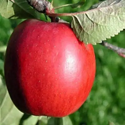 Яблоня РЕДФРИ в Могилёве