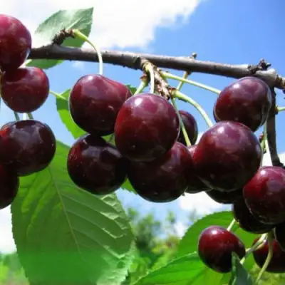 Дюк ЧУДО-ВИШНЯ в Могилёве