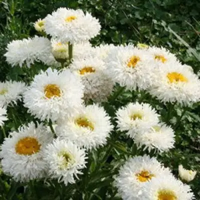 Нивяник КРЕЙЗИ ДЕЙЗИ наибольший в Могилёве