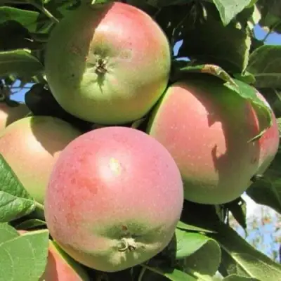 Яблоня МОСКОВСКОЕ ЗИМНЕЕ в Могилёве