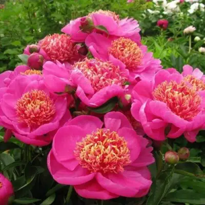 Пион ДОРИН травянистый в Могилёве