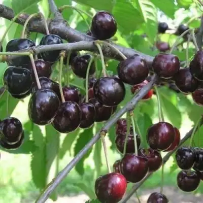 Черешня ЛЮБИМИЦА АСТАХОВА в Могилёве