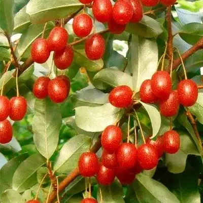 ГУМИ (ЛОХ МНОГОЦВЕТКОВЫЙ) в Могилёве