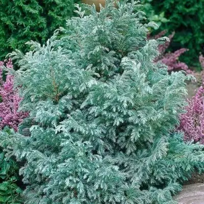 Кипарисовик БУЛЕВАРД горохоплодный в Могилёве