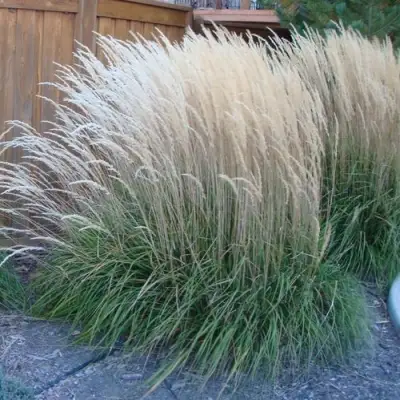 Вейник КАРЛ ФОРСТЕР остроцветковый в Могилёве