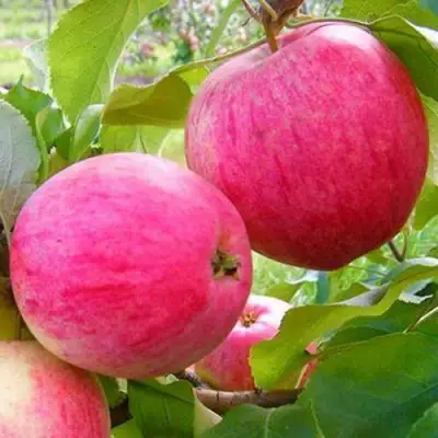 Яблоня РОЗОВЫЙ НАЛИВ в Могилёве