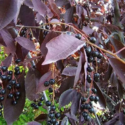 Черемуха виргинская ШУБЕРТ в Могилёве