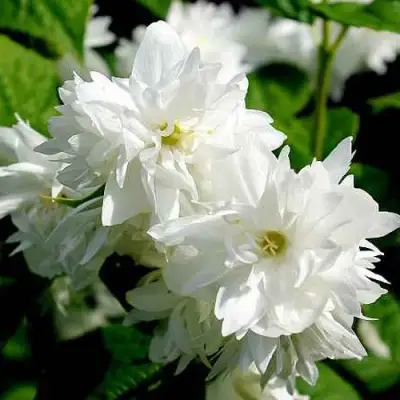 Жасмин ДАМ БЛАНШ в Могилёве