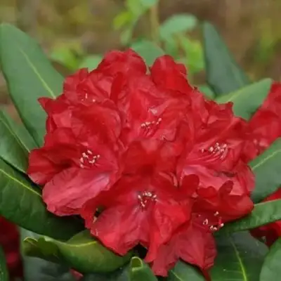 Рододендрон БУЗУКИ в Могилёве