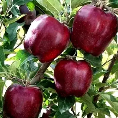 Яблоня РЕД ЧИФ в Могилёве
