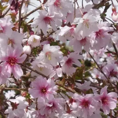 Сакура МИКИНОРИ в Могилёве