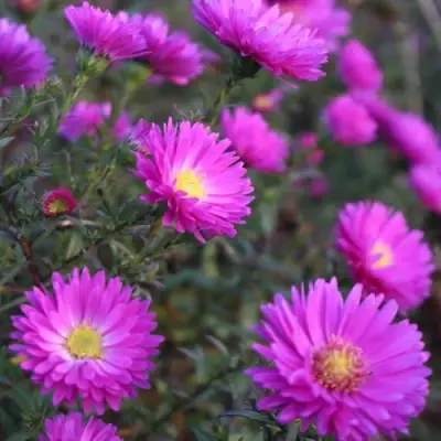 Астра КАРМИНКУППЕЛЬ в Могилёве