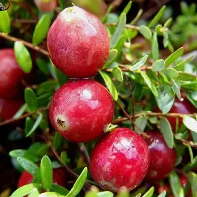 Клюква СТИВЕНС в Могилёве