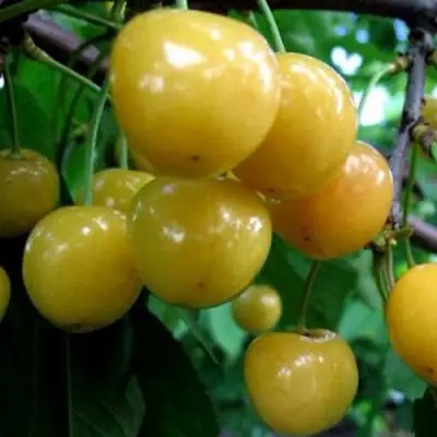 Черешня РОССОШАНСКАЯ ЗОЛОТАЯ в Могилёве