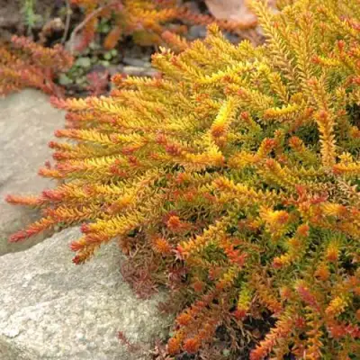 Водяника БЕРНШТЕЙН черная в Могилёве