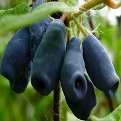 Жимолость съедобная НАРЫМСКАЯ в Могилёве