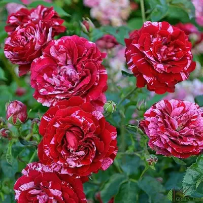 Роза ДИП ИМПРЕШН флорибунда в Могилёве