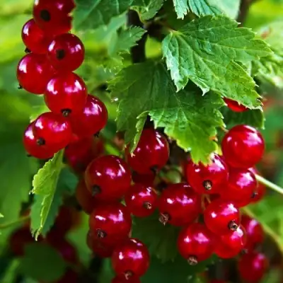 Смородина красная РОЛАН в Могилёве