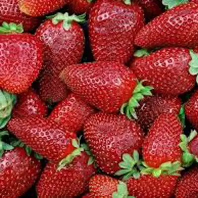 Клубника СКАЛА в Могилёве