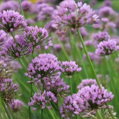 Лук угловатый в Могилёве