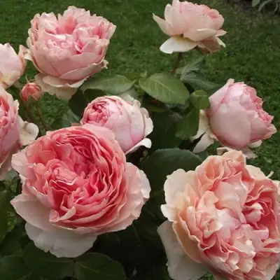 Роза ФИЛИНГ чайно-гибридная в Могилёве