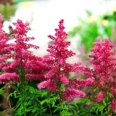 Астильба ЮНИК КАРМИН гибридная в Могилёве