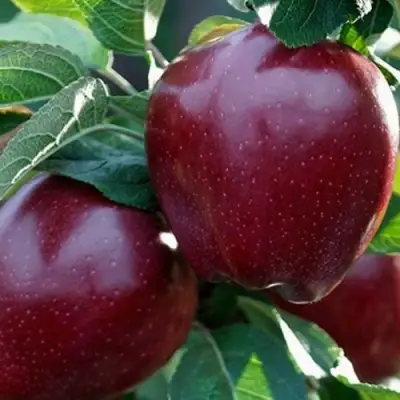 Яблоня РЕД ЧИФ в Могилёве