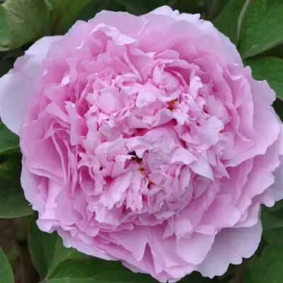 Пион ПРОЗРАЧНАЯ РОСА древовидный в Могилёве