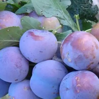 Слива НАГРАДА НЕМАНСКАЯ в Могилёве