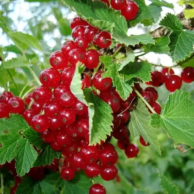 Смородина красная ГОЛЛАНДСКАЯ КРАСНАЯ в Могилёве