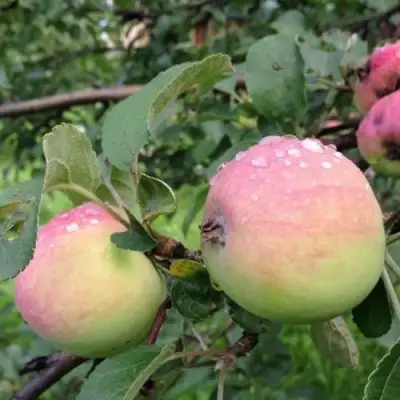 Яблоня УТРО в Могилёве