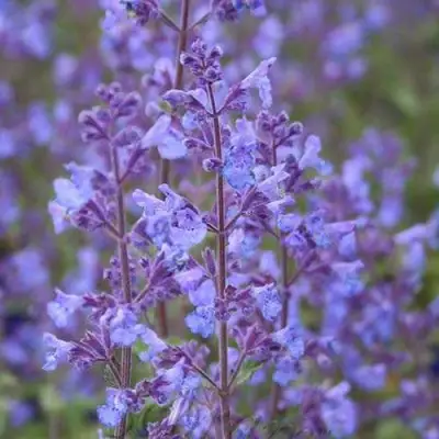 Котовник КИТ КЭТ фассена в Могилёве