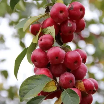 Яблоня РЕД ОБЕЛИСК колонновидная в Могилёве