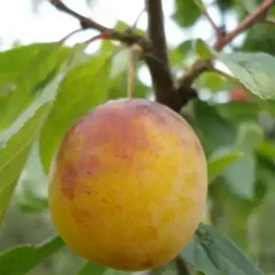 Слива ЯХОНТОВАЯ в Могилёве