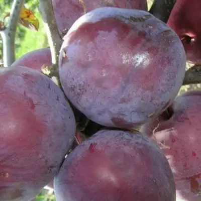 Слива ПАННА в Могилёве