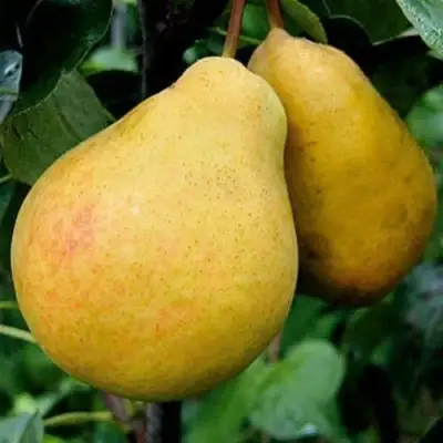 Груша ВЕЛИКАЯ ЛЕТНЯЯ (БОЛЬШАЯ ЛЕТНЯЯ) в Могилёве