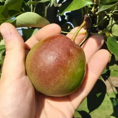 Груша КУПАЛА в Могилёве