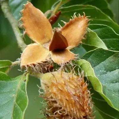 Бук обыкновенный в Могилёве