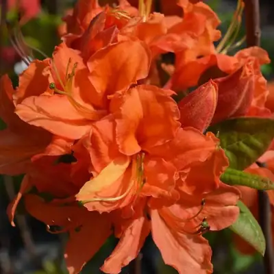 Азалия МАНДАРИН ЛАЙТС листопадная в Могилёве