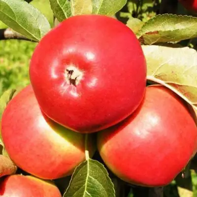 Яблоня СЯБРЫНА в Могилёве