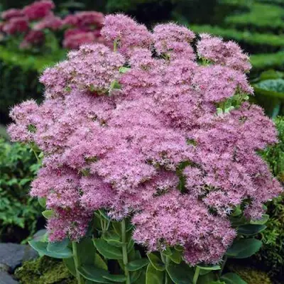 Очиток (седум) БРИЛЛИАНТ в Могилёве