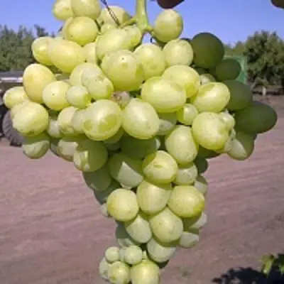 Виноград АРКАДИЯ в Могилёве