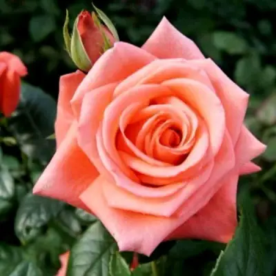 Роза ВАУ чайно-гибридная в Могилёве