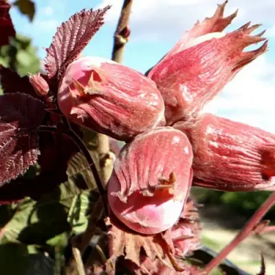 Фундук АЛЫЙ ПАРУС в Могилёве