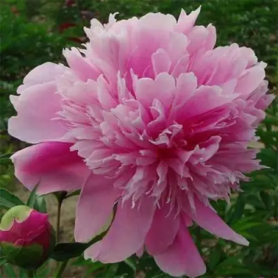 Пион ГОЛУБАЯ ХРИЗАНТЕМА травянистый в Могилёве