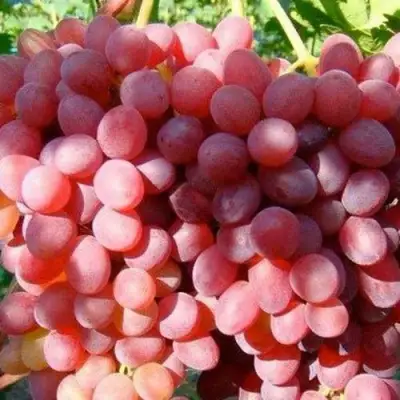 Виноград КИШМИШ КРАСНЫЙ в Могилёве