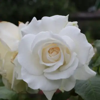 Роза АНАСТАСИЯ чайно-гибридная в Могилёве