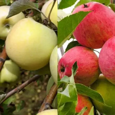 Комплект ЯБЛОЧНЫЙ ТАНДЕМ в Могилёве