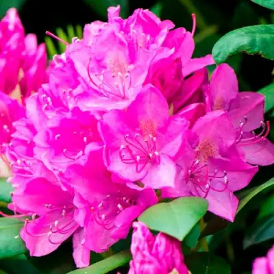 Азалия ПУРПУРТРАУМ японская в Могилёве