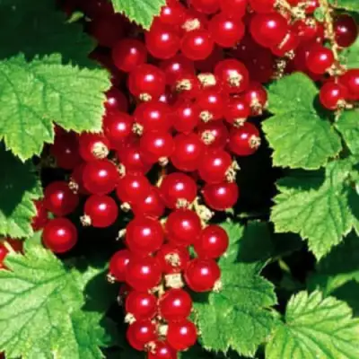 Смородина красная РЕД ЛЕЙК в Могилёве